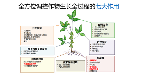 伊宝阿巴?--保定_11.jpg