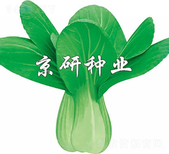 京冠1號(hào)-油菜種子-京研種業(yè)