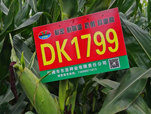 DK1799-׷N-|