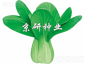 京冠1號(hào)-油菜種子-京研種業(yè)